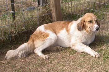 Great pyrenees best sale spaniel mix